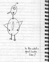 the animation of shixa's quail